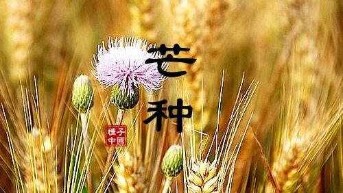 芒种。1.jpg
